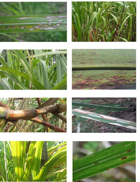 84-524 sugarcane variety|Sugarcane Breeding and Germplasm Development in the .